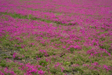 Obraz premium Carpet of dark pink lawn cherry blossoms