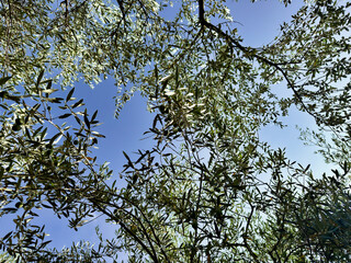 branches of a young olive tree with green olives against a clear blue sky. gardening. lush greenery
