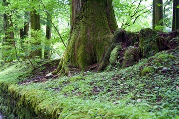 Cedar tree with moss in summer