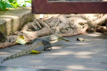 Wild big lizard walking in Malacca city