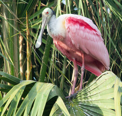 Roseate Spoonbill in a tree