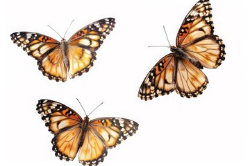 Naklejka premium Flying plain tiger butterflies butterfly animal insects, cut-out, png, clipping path