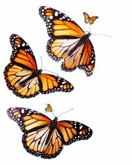 Fototapeta premium Flying plain tiger butterflies butterfly animal insects, cut-out, png, clipping path