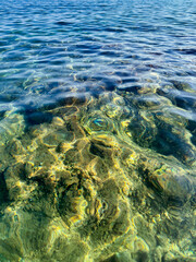 pebble bottom with large stones and seaweed through calm crystal clear transparent sea water.