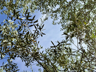 branches of a young olive tree with green olives against a clear blue sky. gardening. lush greenery