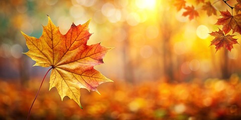 Obraz premium autumn maple leaves