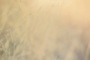 Obraz premium Wildflower outdoors weather blossom.