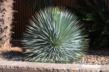 Yucca Rostrata