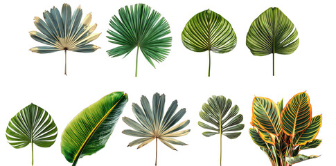 Set of tropical leaves isolated on transparent  background, PNG, Ai generated