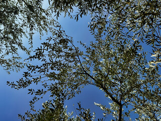branches of a young olive tree with green olives against a clear blue sky. gardening. lush greenery