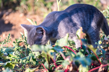 cat plying in the garden 