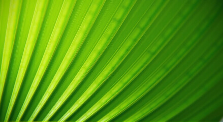 Obraz premium green leaf background