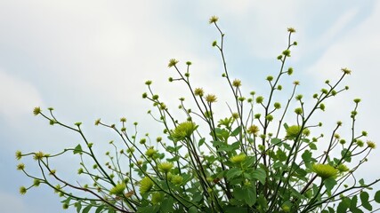 Whimsical arrangement of delicate, lacy foliage and wispy stems in muted hues of green, softly lit against a