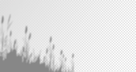 Glare from the sun's rays on the wall. Blurred shadows from leaves and plants in the room. Soft overlay of natural light. Abstract background for product presentation.Natural light layout.