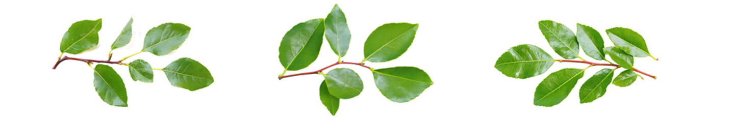 Fresh green branch of Salal (Gaultheria Shallon) or Lemon Leaf isolated on white background