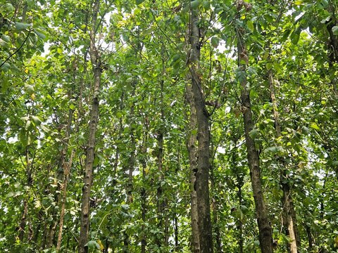 Natural background of teak tree forest, a group of teak trees looks up with sunlight