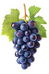 Fototapeta premium Dark blue grape with leaves isolated on white background. With clipping path. Full depth of field