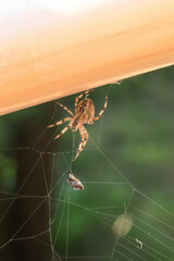 A large spider caught a fly in a web. Hunter and prey.