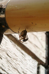 A large spider caught a fly in a web. Hunter and prey.