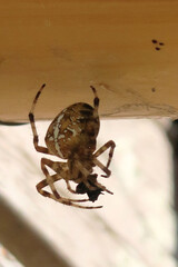A large spider caught a fly in a web. Hunter and prey.
