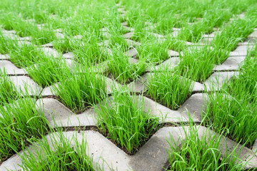Eco-friendly paving tiles. Parking with a waterproof coating.   