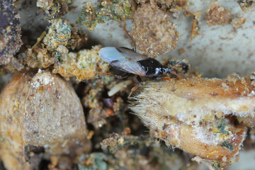 Minute pirate bugs or flower bugs, Anthocoridae, genus Xylocoris. A predatory insect that preys on pests of stored grain.