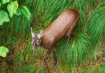 The Siberian musk deer (Moschus moschiferus) walking in the Far east of russia