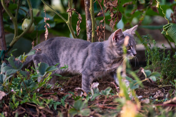 cat plying in the garden 