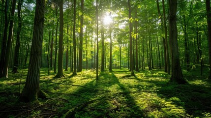 Obraz premium The role of forests in combating climate change and providing habitats