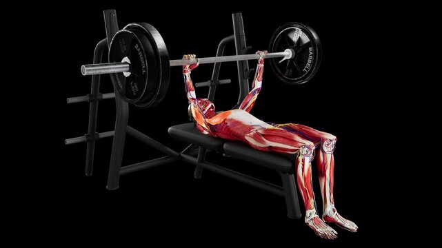 3d rendered Pro Res video of female anatomy model with highlighted muscle activation performing a barbell bench press exercise