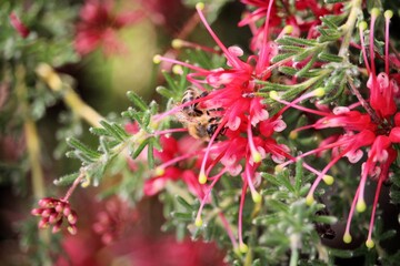 European Honey Bee ((Apis mellifera) collecting nectar from grevillea flower.