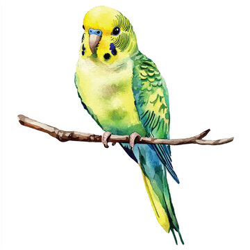 recommend clip art: Parakeet watercolor clipart illustration isolated