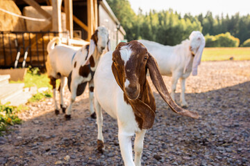 Portrait of white and brown Nubian goats with long ears looking at camera. Wildlife concept close...