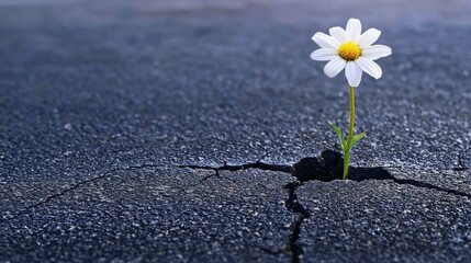 Flower Growing Through Cracked Asphalt Surface