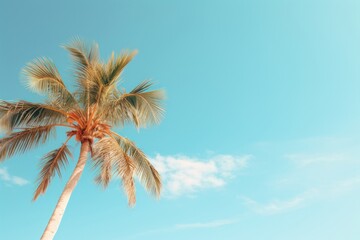 Palm tree under blue sky during daytime outdoors nature summer.
