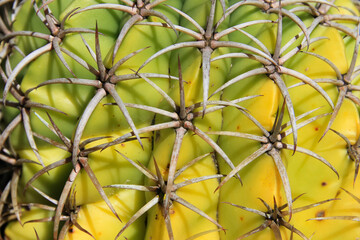 Close-up of a green Ferocactus with long, curved spines, highlighting the plant's texture.