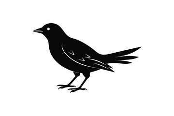 Cute Myna  Bird  vector art and illustration