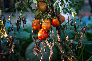red tomatoes ripening on the branch in the garden 