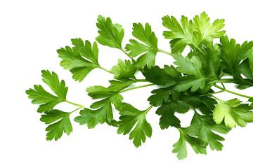 green leaves of parsley isolated on white background