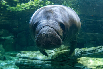 manatee underwater looking at you