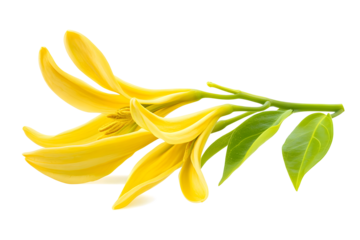 Fresh Ylang-ylang flower isolated on white background