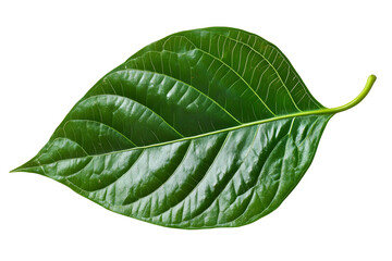 Obraz premium green betel leaf isolated on transparent background,png