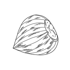 Illustration of whole hazelnut in shell, linear doodle style drawing, minimalistic image for design