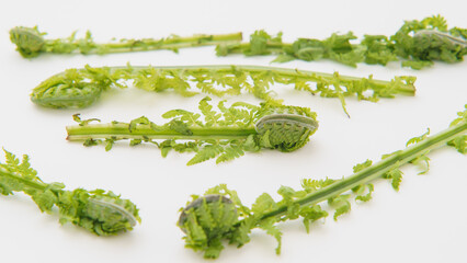 こごみ・クサソテツ｜日本の春の山菜　イメージ