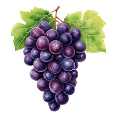 Fototapeta premium A vibrant illustration of a bunch of purple grapes with lush green leaves, perfect for food-related themes and natural designs.