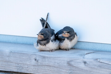 Two Barn Swallow Fledglings