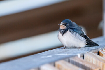 Barn Swallow Fledglings on a railing