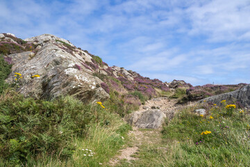 Footpath through the rocks and heather at South Stack, Anglesey, Wales, United Kingdom