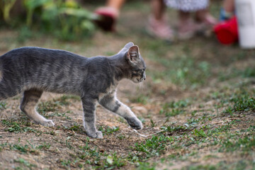 cat plying in the garden 