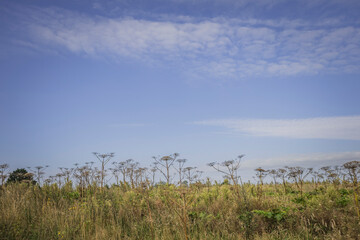 hogweed thickets in the Kaliningrad region